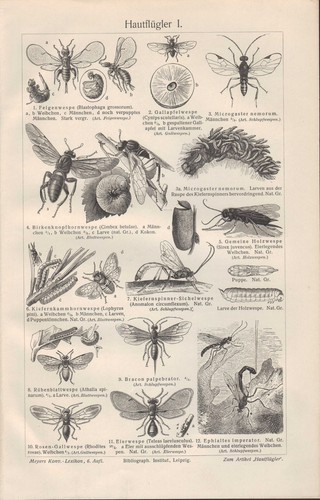 Lithografie 1906 hautflügler - 1906:,