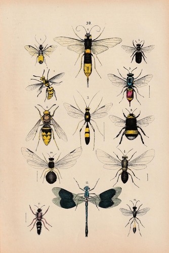 Hornisse biene hummel - hornisse, wespe