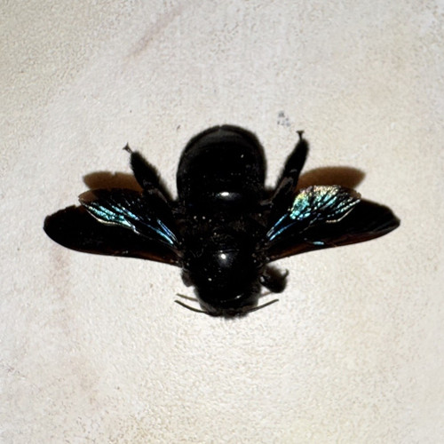 Großes schwarzes